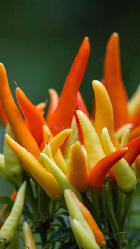 Vibrant Orange And Yellow Hot Peppers Stock Image Image Of Plant Stem 54330419
