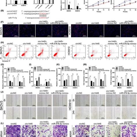 Hsa Circ Regulates Cell Proliferation Apoptosis Invasion And