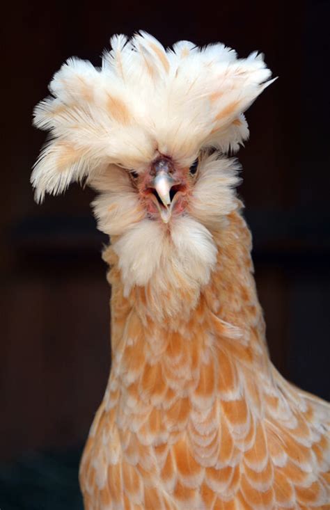 The Whimsical World Of Fancy Chickens Princeton Magazine
