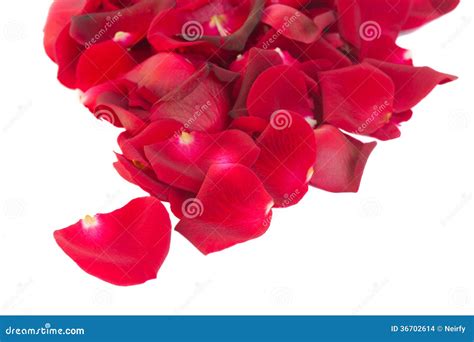 Pile Of Red Rose Petals Stock Photo Image Of Particles 36702614