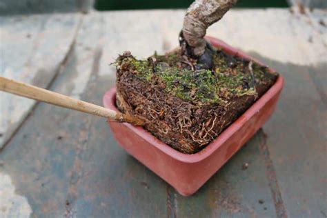 Topdressing Technique Benefits For Lawn Pots Raised Bed