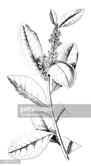 19th Century Engraving Of A Yerba Mate Plant Stock Vector Royalty