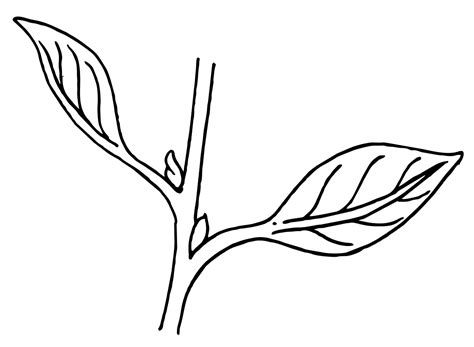 clipart de feuilles en noir et blanc - Observer