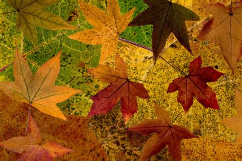 Quantas Questões Tem O Enem De Cada Matéria - Fotos gratis : otoño, temporada, árbol de arce, hoja de arce, planta ...