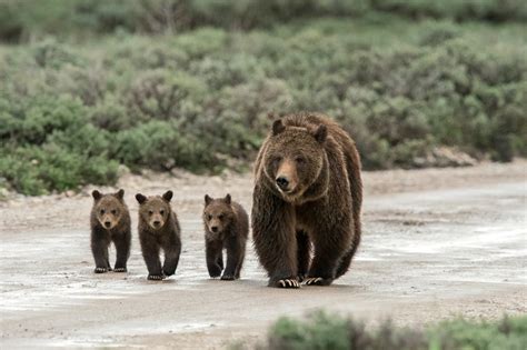 Famous Grand Teton Grizzly Bear Emerges With Four Cubs | KUNC