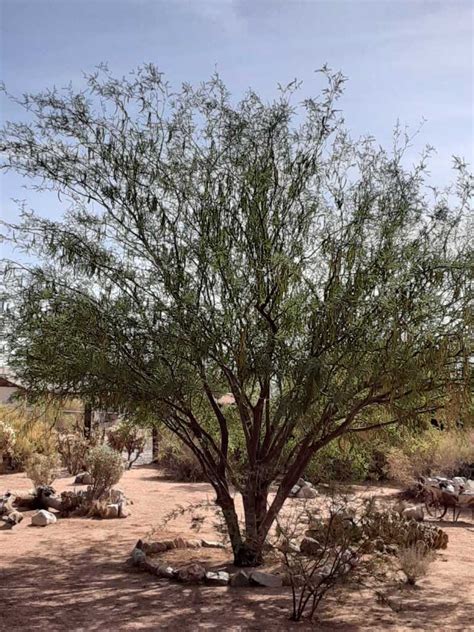 Plant Profile: The Mesquite Tree | Rick's Hobby Garage