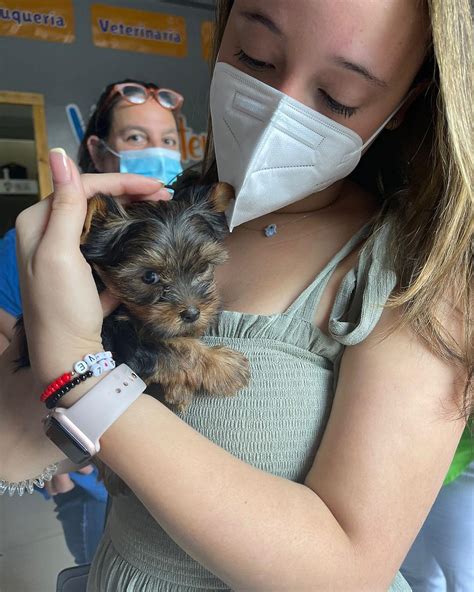 It's The Complete Cheat Sheet For Buy Marta Mini Yorkshire Terrier — fiberflood8