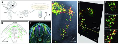 Live Imaging On Migrating Neural Crest Cells Within Chick Embryonic