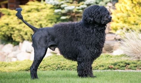 Portuguese Water Dog Dog Breed Information Photo Care History