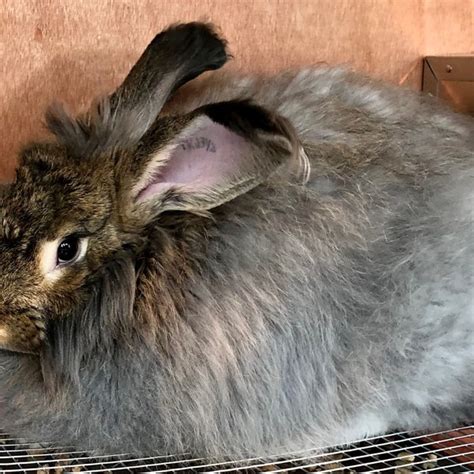 Angora Fiber Etsy