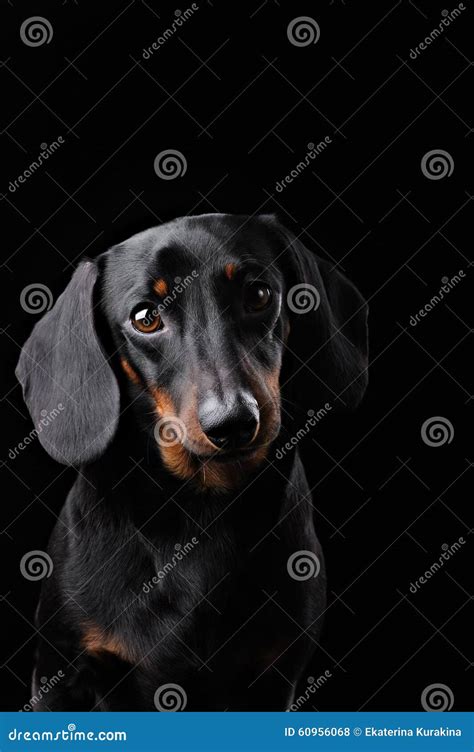 Черная такса на черной предпосылке Стоковое Фото - изображение ...