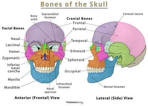 Anatomy | Facial bones, Skull labeled, Skull and bones