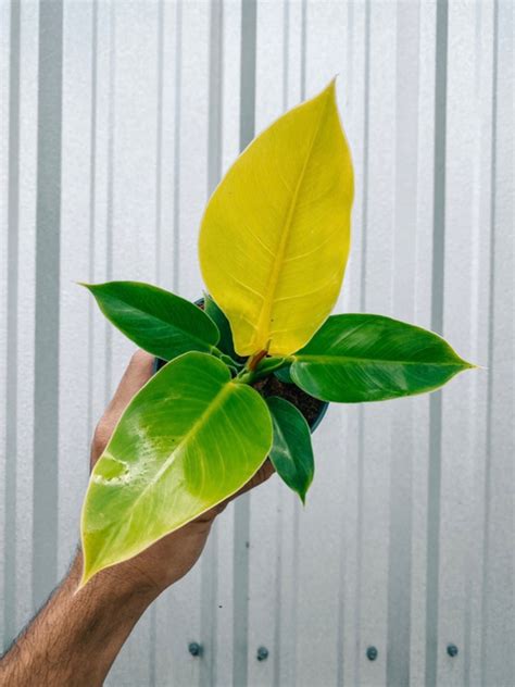 4 Philodendron Moonlight
