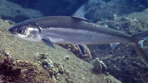 Ikan Air Payau Berikutid