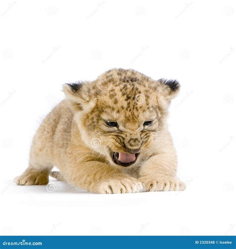 Lion Cub Lying Down Royalty Free Stock Photos Image 2320348