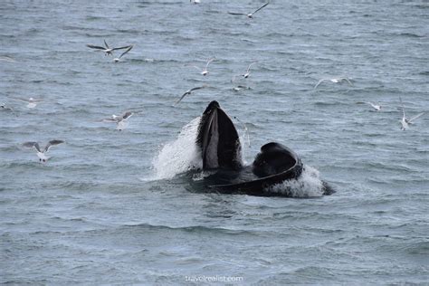 8 Best Places For Wildlife Viewing In Alaska Travel Realist