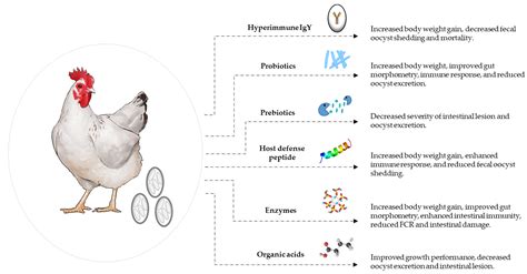 Broiler Chicken Vaccine at Mark Dunning blog