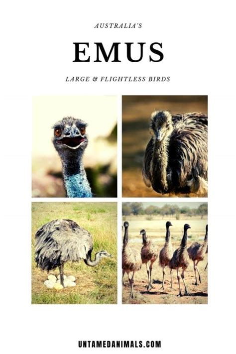 Are Emus Dangerous Or Friendly Untamedanimals