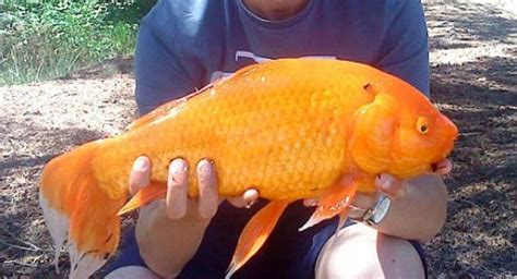 Photography Blog: World's Biggest Goldfish