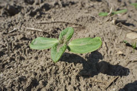Lidea Sunflower Leaf Development