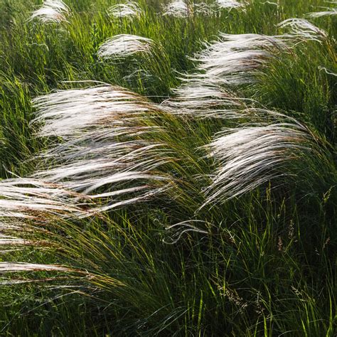 Feather Grass European Feather Grass Seeds Stipa Pennata 10 Seeds