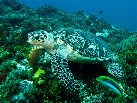hawksbill turtle san juan reef cozumel mexico sidne ward flickr