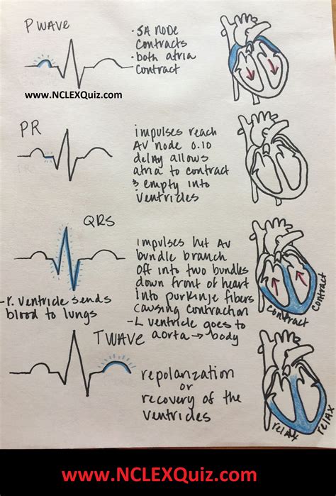 Cardiac Cycle, Phases of Cardiac Cycle, Cardiac Cycle & ECG Nursing Students - NCLEX Quiz