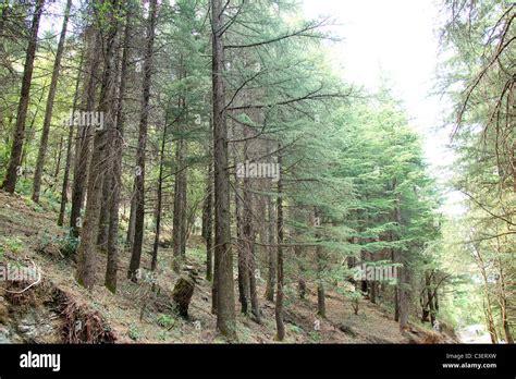 Pine forest of Himachal Pradesh,India Stock Photo - Alamy