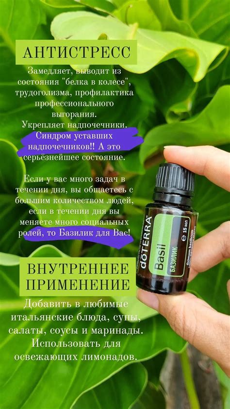 БАЗИЛИК | Doterra эфирные масла, Цитронелла, Базилик