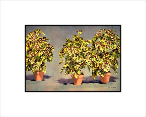 Kong Mosaic Coleus Derry Hill Art