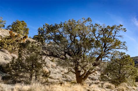 Pinon Pine Tree Stock Photo Image Of Pinon Pine California 273799260