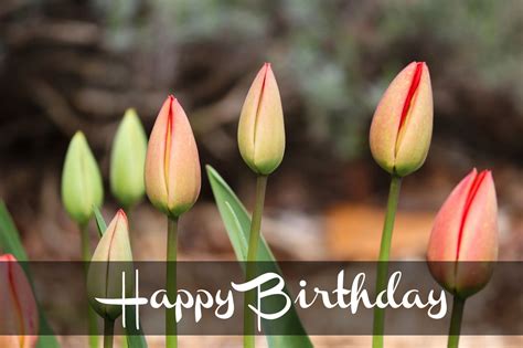 31 Happy Birthday Tulips Images And Pictures
