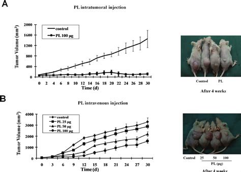 Effect Of PL On The Growth Of Human Colon Cancer Cells In Nude Mice