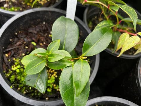 Camellia Japonica Korean Fire Camellia Korean Fire Plant Lust