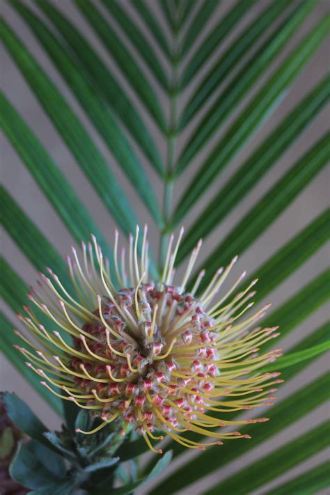 Tropical Flowers From Hawaii Maui Floral