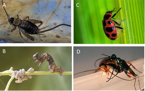 frontiers mind control  parasites manipulate cognitive functions