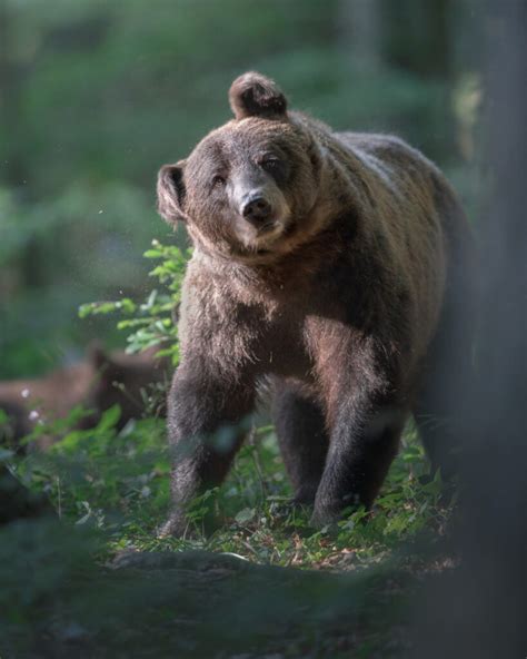 Workshop Fotografico in Slovenia Orso Bruno 2021