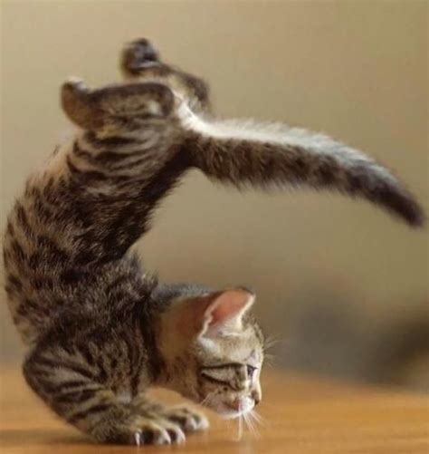 New Cat? - Daz 3D Forums
