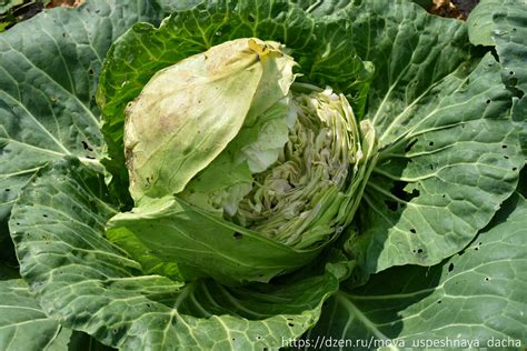 "Капуста больше не трескается": выполняйте 4 простых рекомендаций и ...