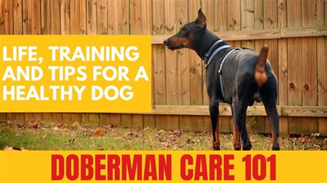 doberman care  life training  tips   healthy dog
