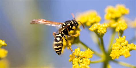 Do Wasps Pollinate Plants? – Aptive Environmental