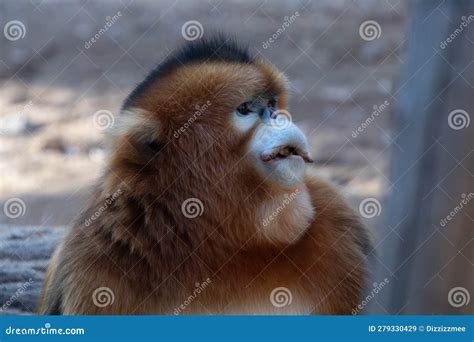 Portrait Of Golden Snub Nosed Monkey Rhinopithecus Roxellana Male