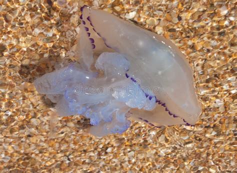 The Black Sea Jellyfish Stock Photo Image Of Sand Shore 51046062