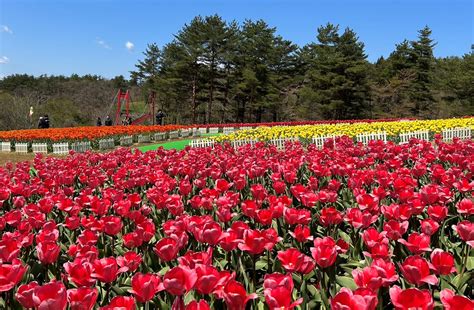 チューリップ開花情報（令和5年4月27日） | 軽米町観光＆物産情報｜軽米町観光協会