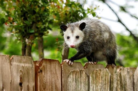 How To Get Rid Of Possums In Your Yard And House In 48 Hours