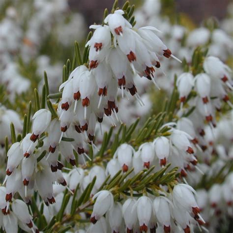 Erica ‘Mediterranean White’ | Winter-Blooming, Evergreen Heather