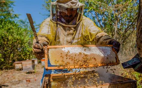 Sader capacita a apicultores para reducir africanización en abejas