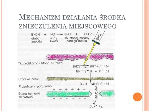 PPT Środki znieczulenia miejscowego PowerPoint Presentation free