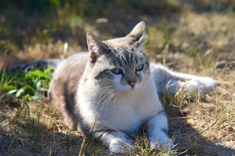 40 000 Free Pussy Cat Cat Photos Pixabay