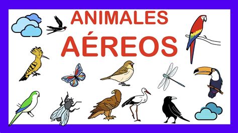 Animales AÉreos 🦅vocabulario 🦇arasaac Youtube